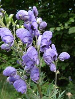 Fleurs violettes ou bleues en forme caractéristique de casque. Agrandir dans une nouvelle fenêtre (ou onglet)